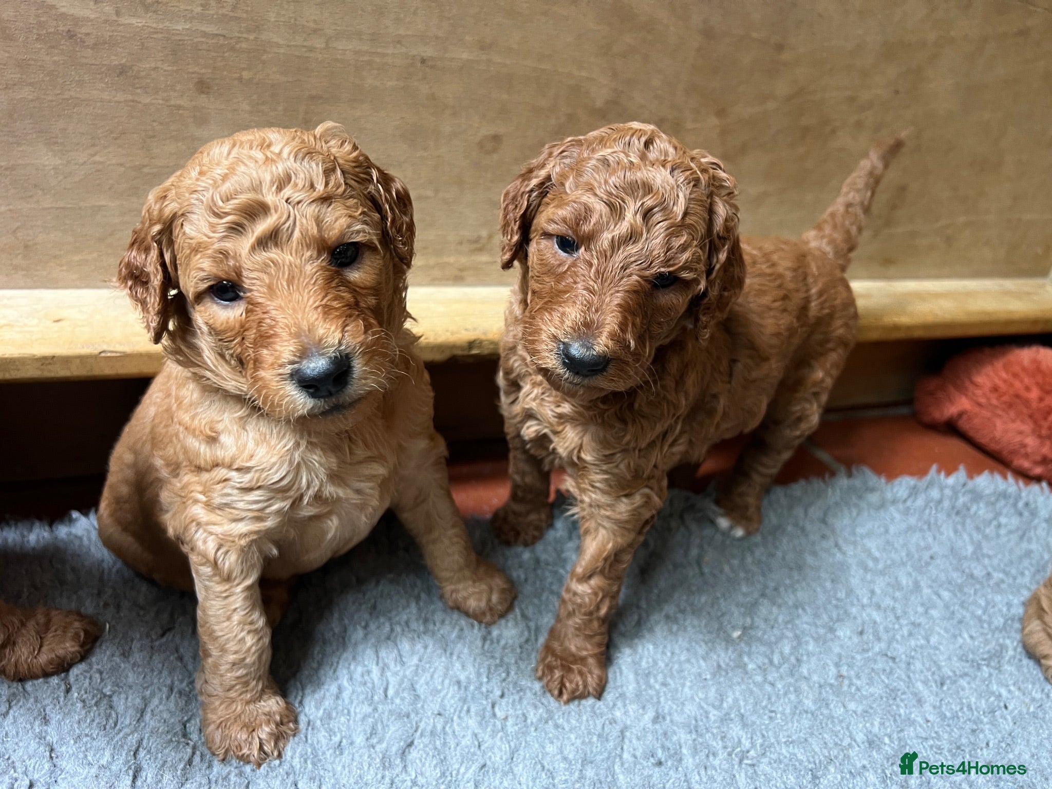 Standard Poodle dogs Exceptional Standard Poodle Puppies  - Advert 2