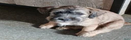 Mixed Breed dogs for sale: FRENCHIE POOS in Durham - Advert 4