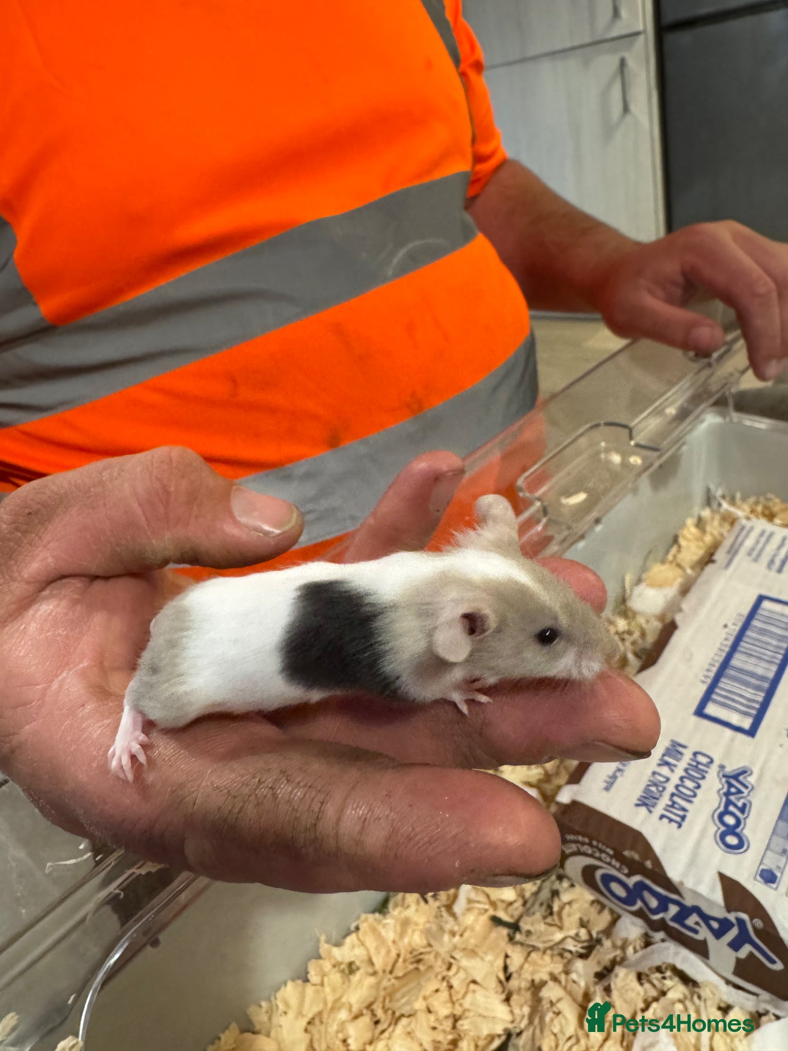 Mouse rodents Baby mice ready 1st June - Advert 2