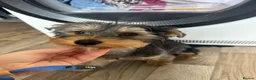 Yorkshire Terrier dogs for sale: Beautiful Yorkie puppy♥️ - Advert 5