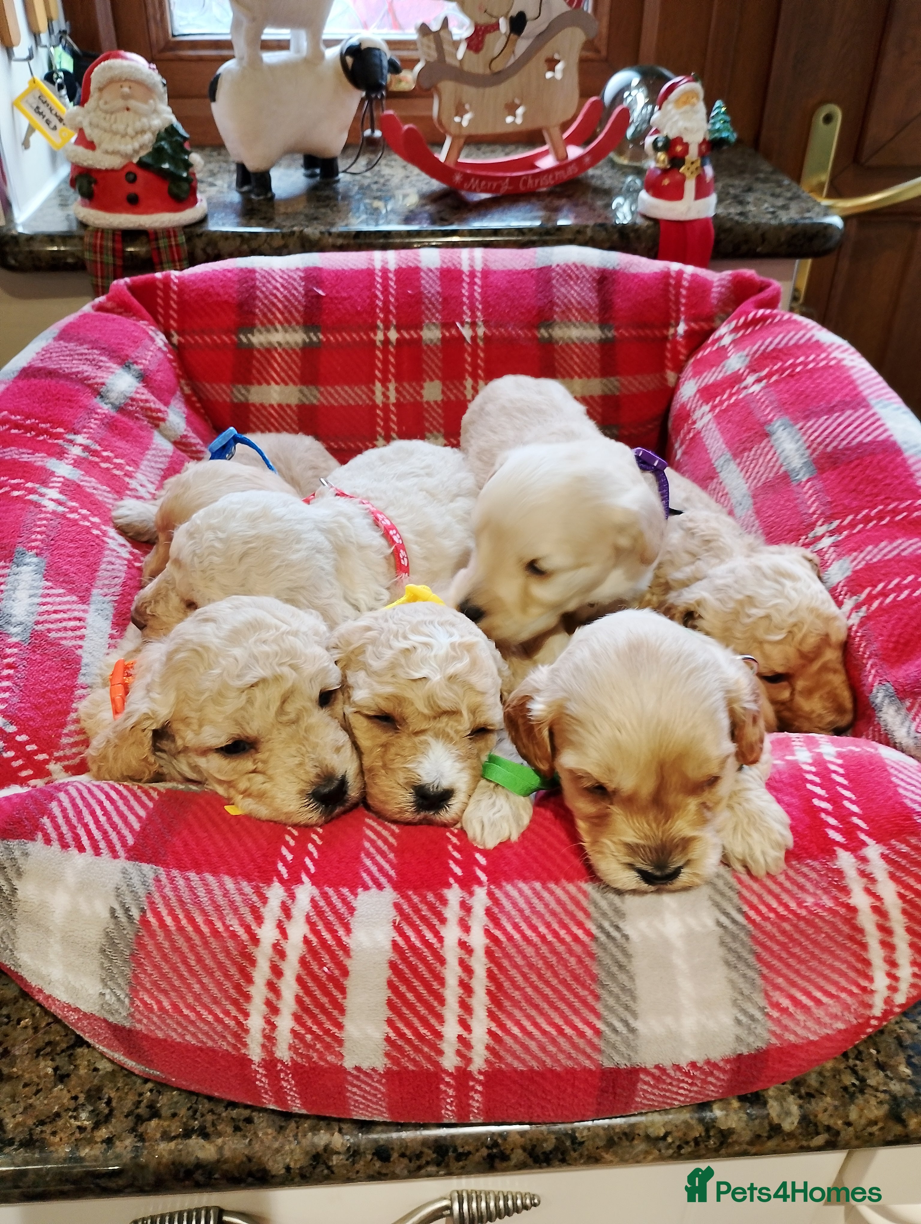 Cockapoo dogs Cockapoo puppies  - Advert 6