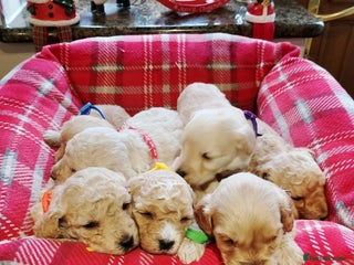 Cockapoo dogs Cockapoo puppies - Advert 1