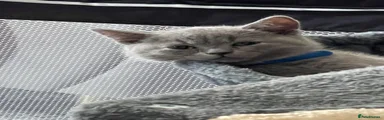 British Shorthair 2