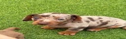 Dachshund dogs for sale: Beautiful, loving, Daschound babies - Advert 29