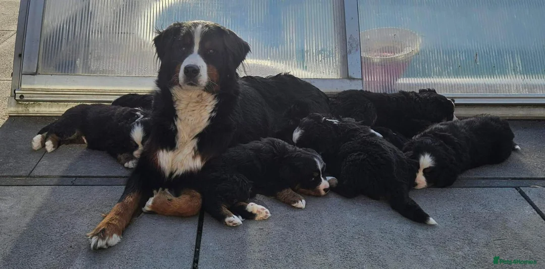 Bernese Mountain Dog dogs for sale: Stunning Bernese mountain girl  in Leeds - Advert 7
