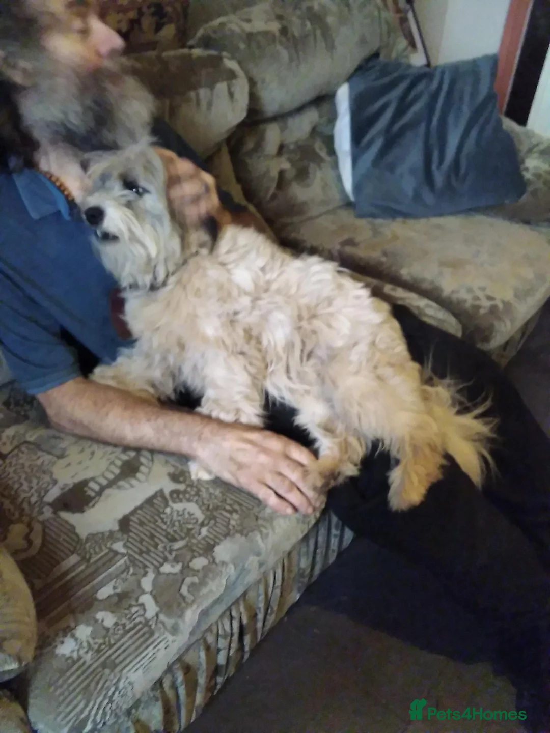 Mixed Breed dogs for sale: Unusual maltispitz looking for good home - Advert 2
