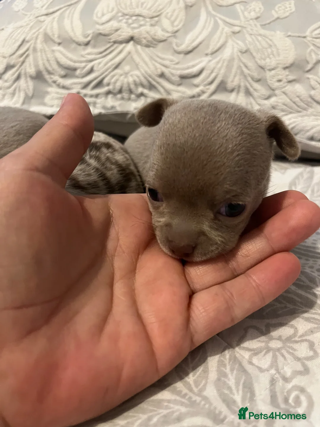 Chihuahua dogs for sale: Beautiful Lila and Merle chihuahuas  - Advert 2