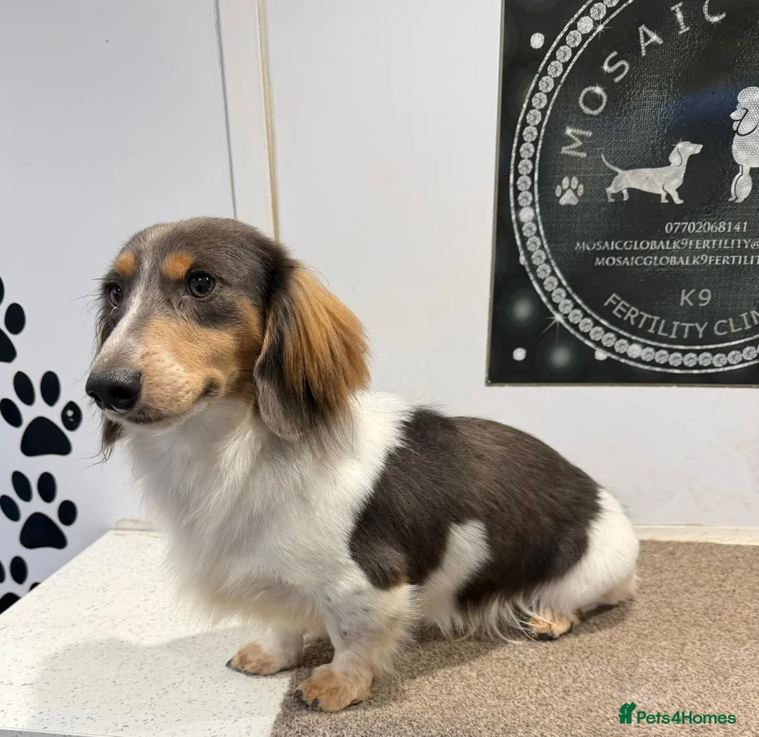 Miniature Dachshund dogs for sale: Beautiful KC Registered Long Hair Mini Dachshunds  - Advert 2