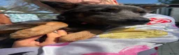 Mixed Breed dogs for adoption: Sheena - Stowmarket Suffolk  in Stowmarket - Advert 8
