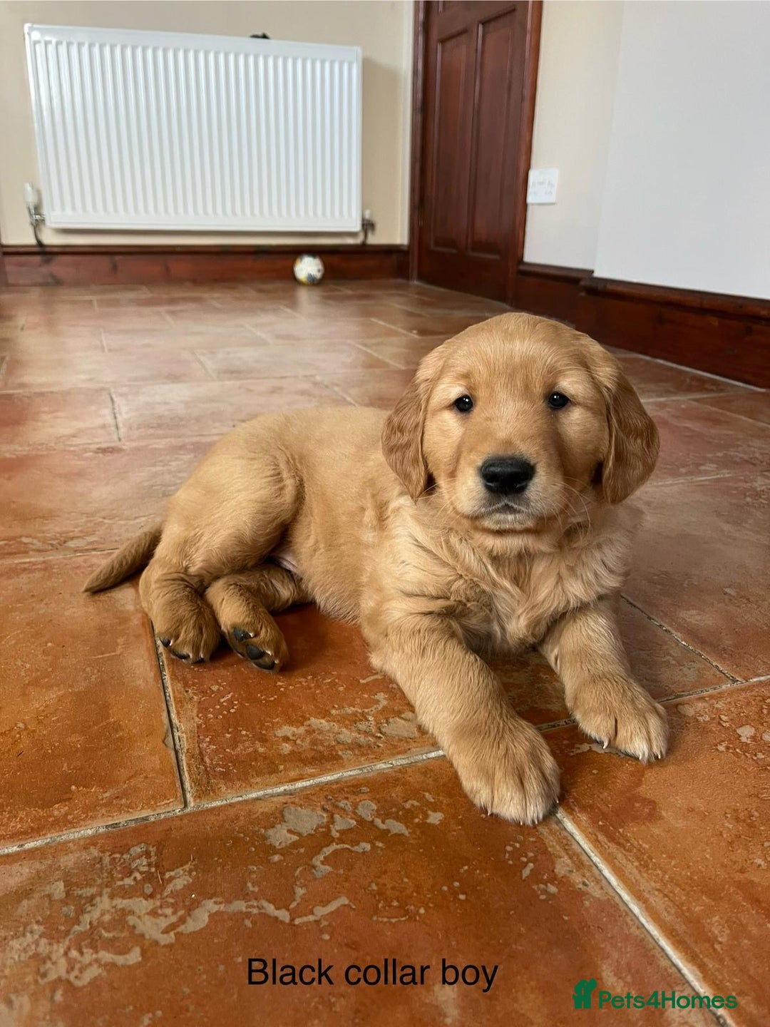 Golden Retriever dogs for sale: Beautiful KC Registered Golden Retriever Puppies  - Image 8