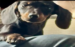 Miniature Dachshund dogs for sale: PRICE NEGOTIABLE Beautiful Isabella dachshund pups - Image 25
