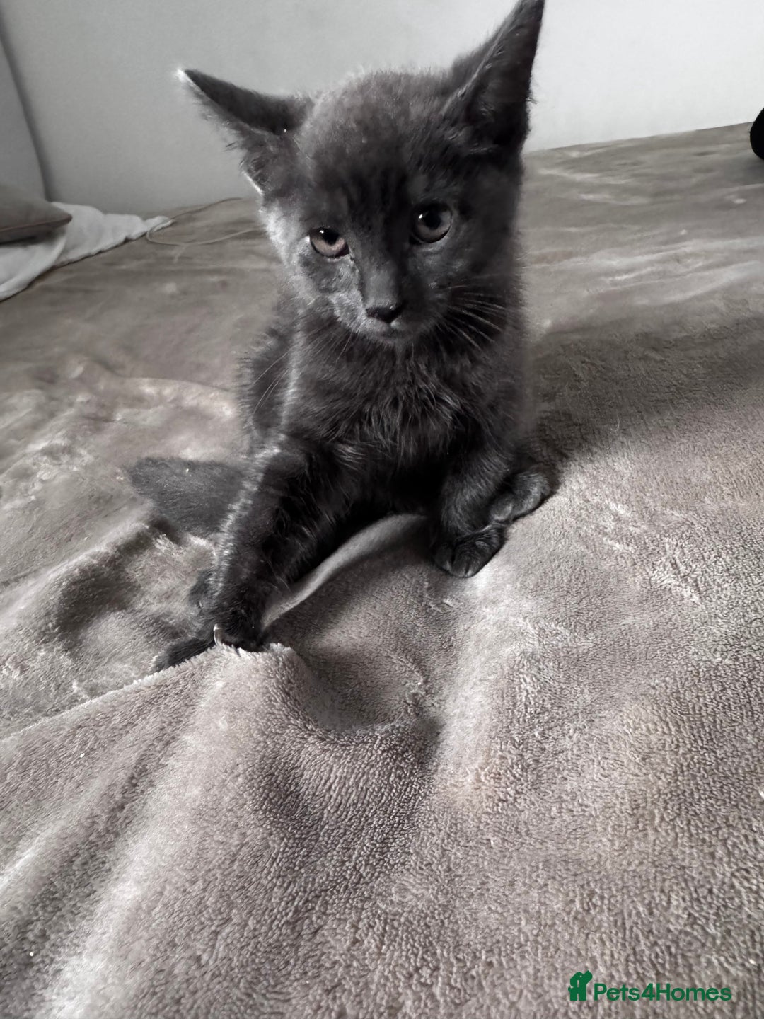 Mixed Breed cats for sale:  4 Kittens British long & short hair mixed breed. - Advert 23