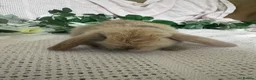 Mini Lop rabbits for sale: Beautiful friendly baby mini lops  - Advert 5