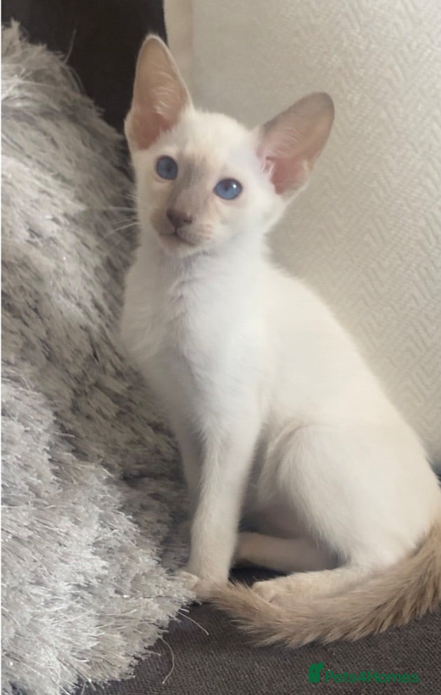 Siamese cats Full Siamese lilac point boy ready to go - Advert 9