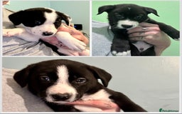 Mixed Breed dogs for sale: Border Collie x Whippet  - Image 8