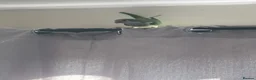 Cockatiels birds for sale: Quacker Parrot for Sale with cage and accessories - Advert 4