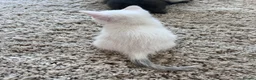 Mixed Breed cats for sale: Pure Grey, Pure white and Mixed Kittens  - Advert 13