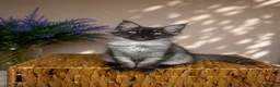 Maine Coon cats for sale: Pedigree Maine Coon Kittens 🌺 Champion Bloodlines - Advert 2
