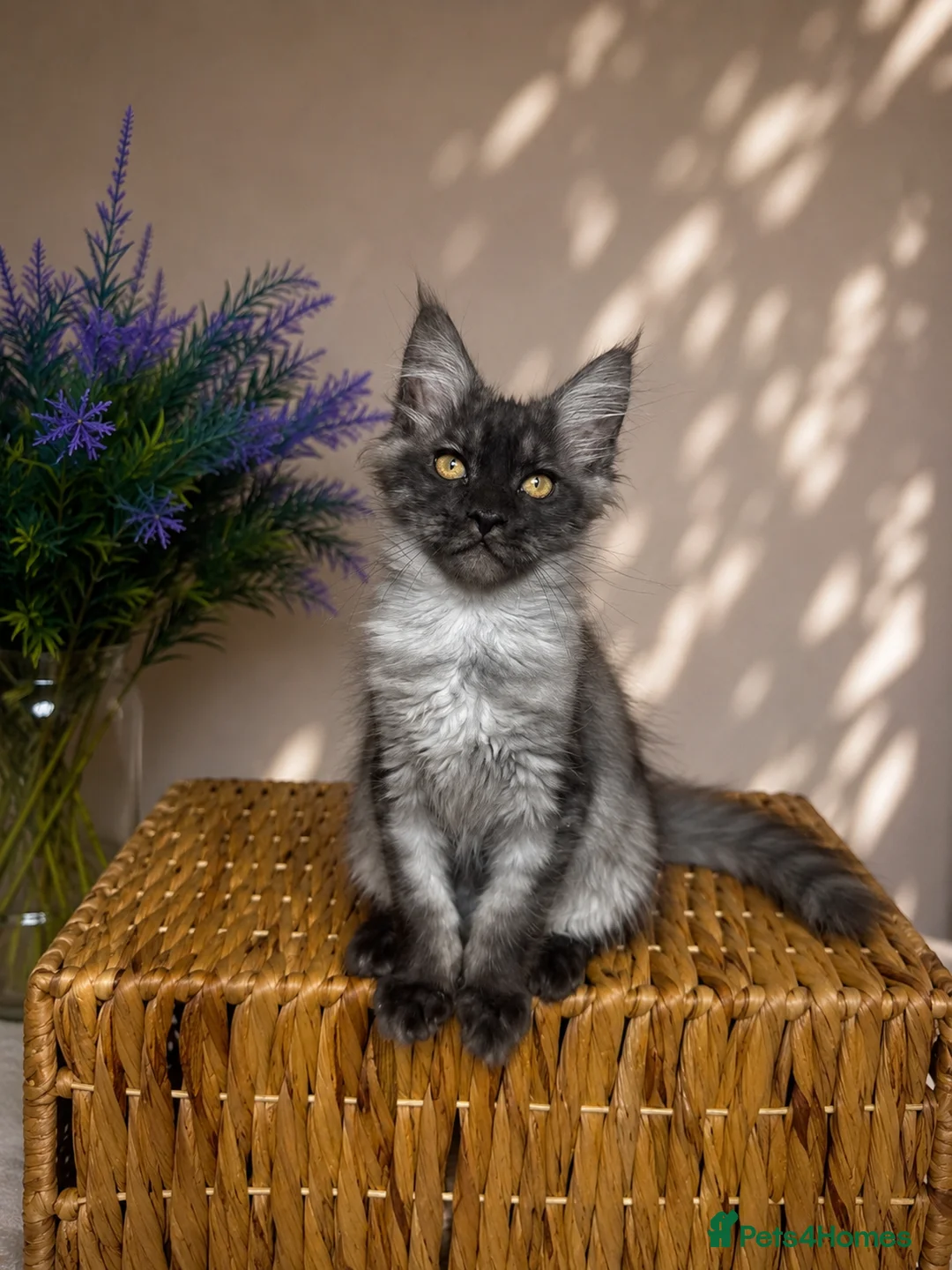 Maine Coon cats for sale: Pedigree Maine Coon Kittens 🌺 Champion Bloodlines - Advert 2