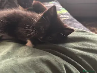 Mixed Breed cats 2 adorable tuxedo sisters - Advert 7
