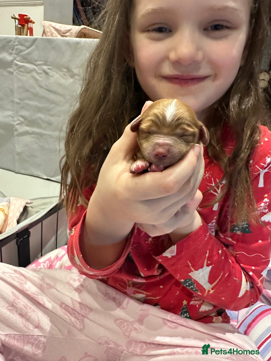 Cavapoo dogs for sale: Toy Cavapoo puppies  - Advert 5