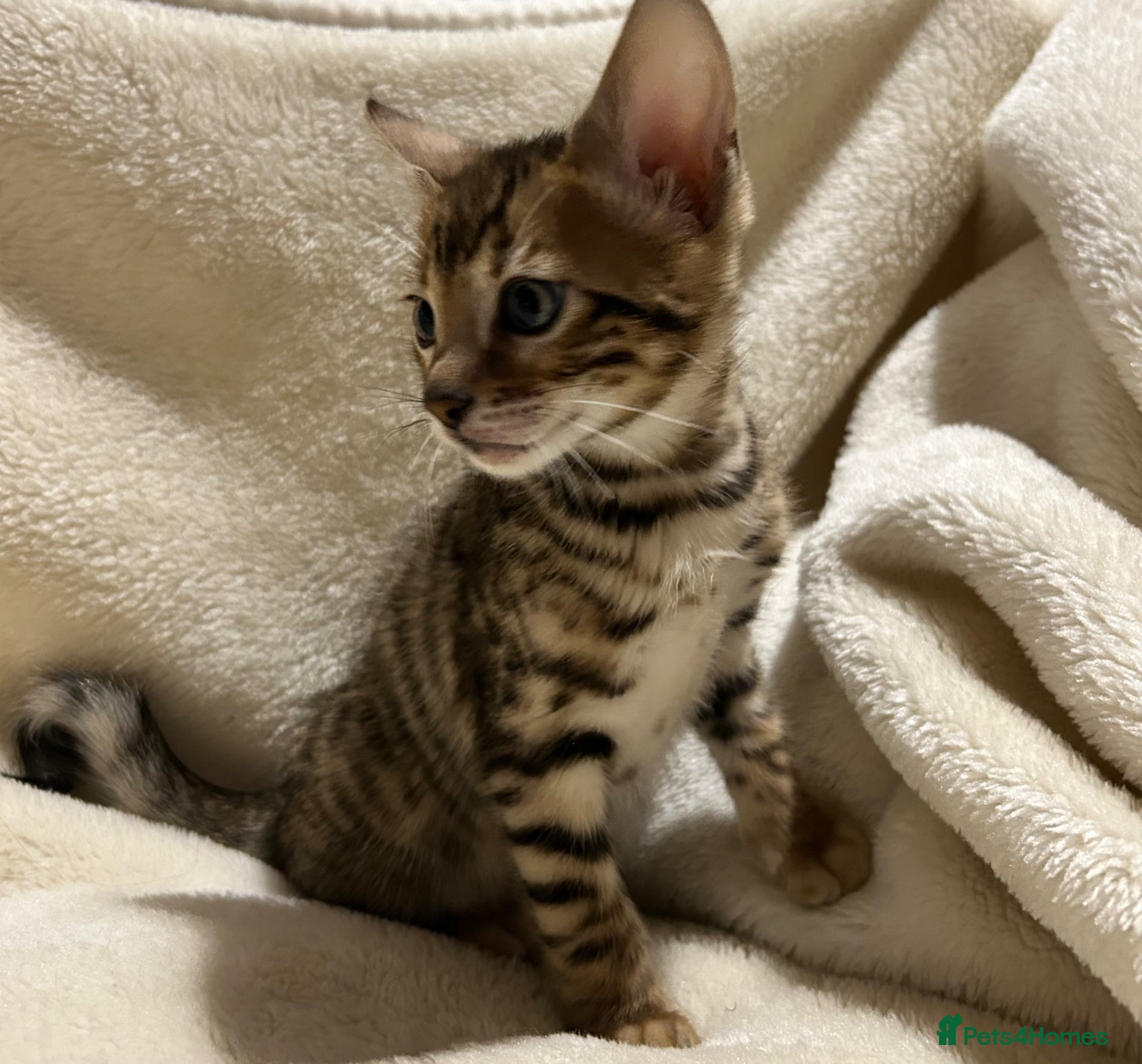 Bengal cats Stunning pure breed Bengal kittens - Advert 17