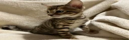 Bengal cats for sale: Bengal kittens - Advert 12