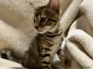 Bengal cats Stunning pure breed Bengal kittens - Advert 17