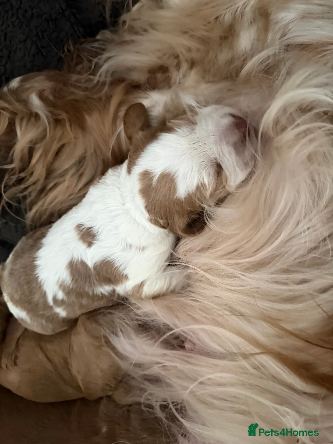 Cocker Spaniel dogs for sale: Cocker spaniel pups available to reserve  - Advert 2