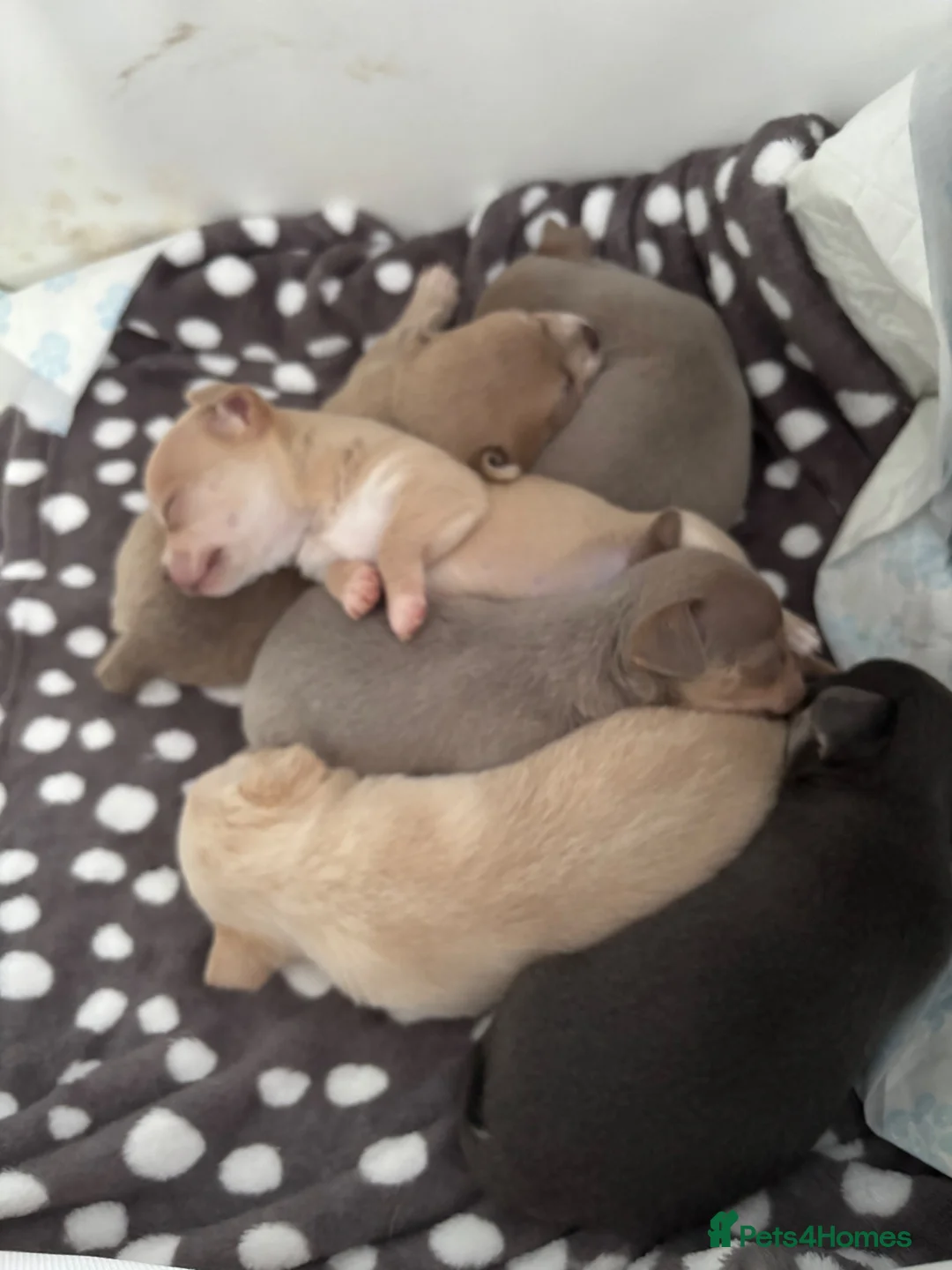 Chihuahua dogs for sale: Roxie’s precious chihuahua puppies  - Advert 2