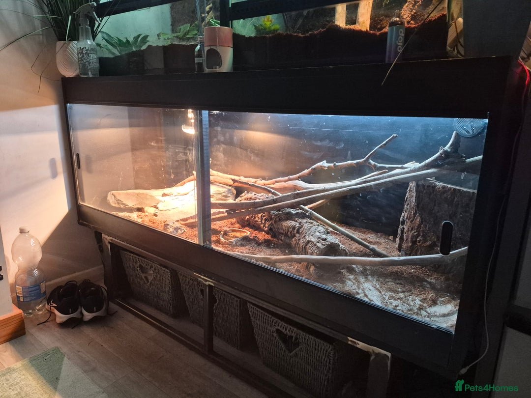 Monitor reptiles for sale: Ackie monitor( 3 years old) with setup - Advert 6