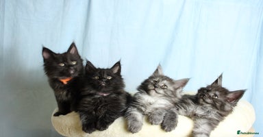 Maine Coon cats - Advert 5