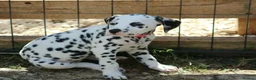 Dalmatian dogs for sale: Litter of pure Dalmatian puppies - Advert 3