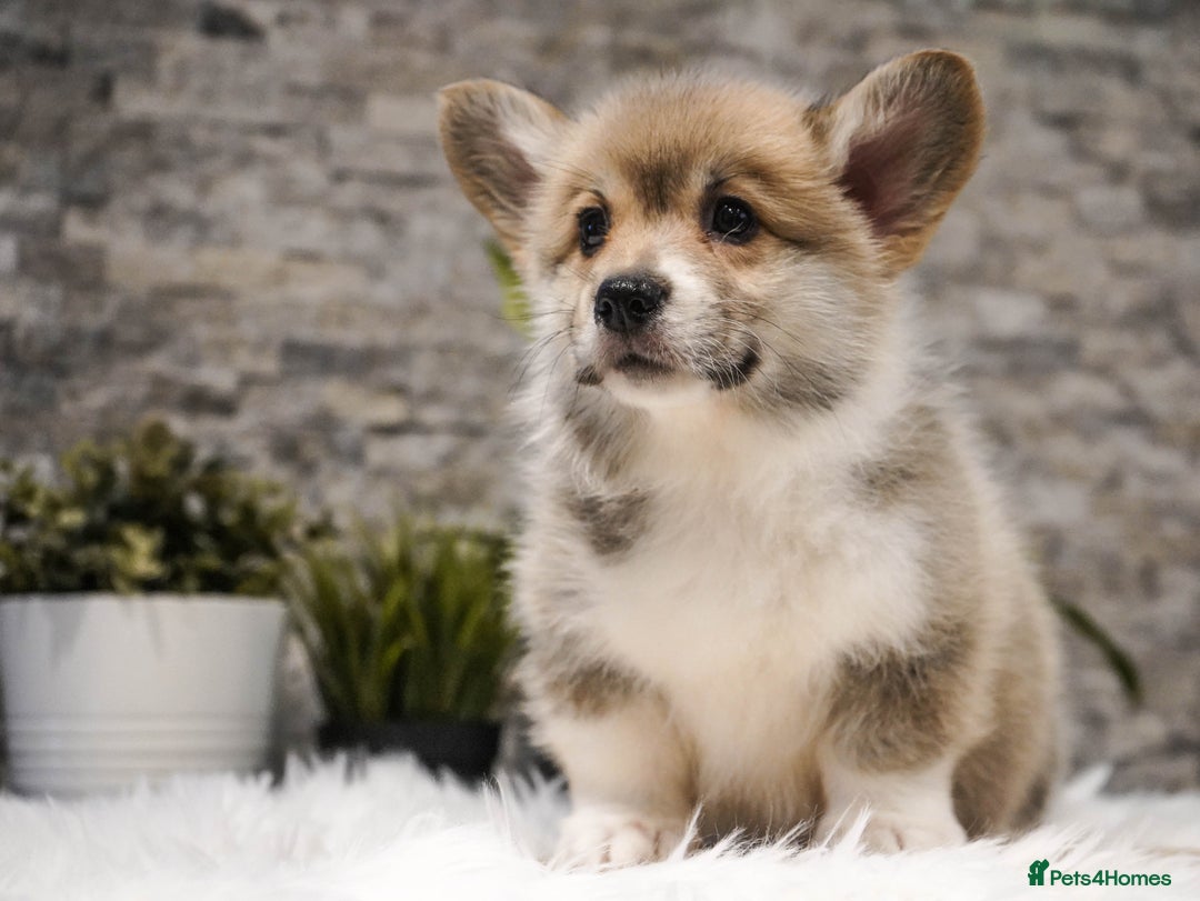Welsh Corgi Pembroke dogs for sale: Welsh Corgi (Pembroke) - Advert 31