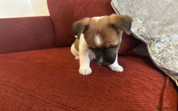 Jack Russell dogs for sale: Beautiful Jack Russel Puppies  - Image 12