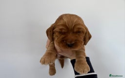 Cocker Spaniel dogs for sale: Beautiful cocker spaniel puppies  - Image 3