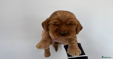 Cocker Spaniel dogs - Advert 6