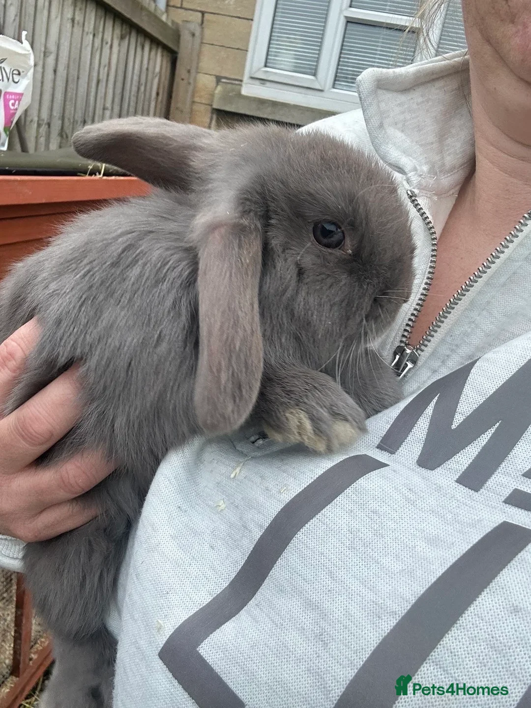 Mini Lop rabbits for sale: Mini lop rabbit - Advert 2
