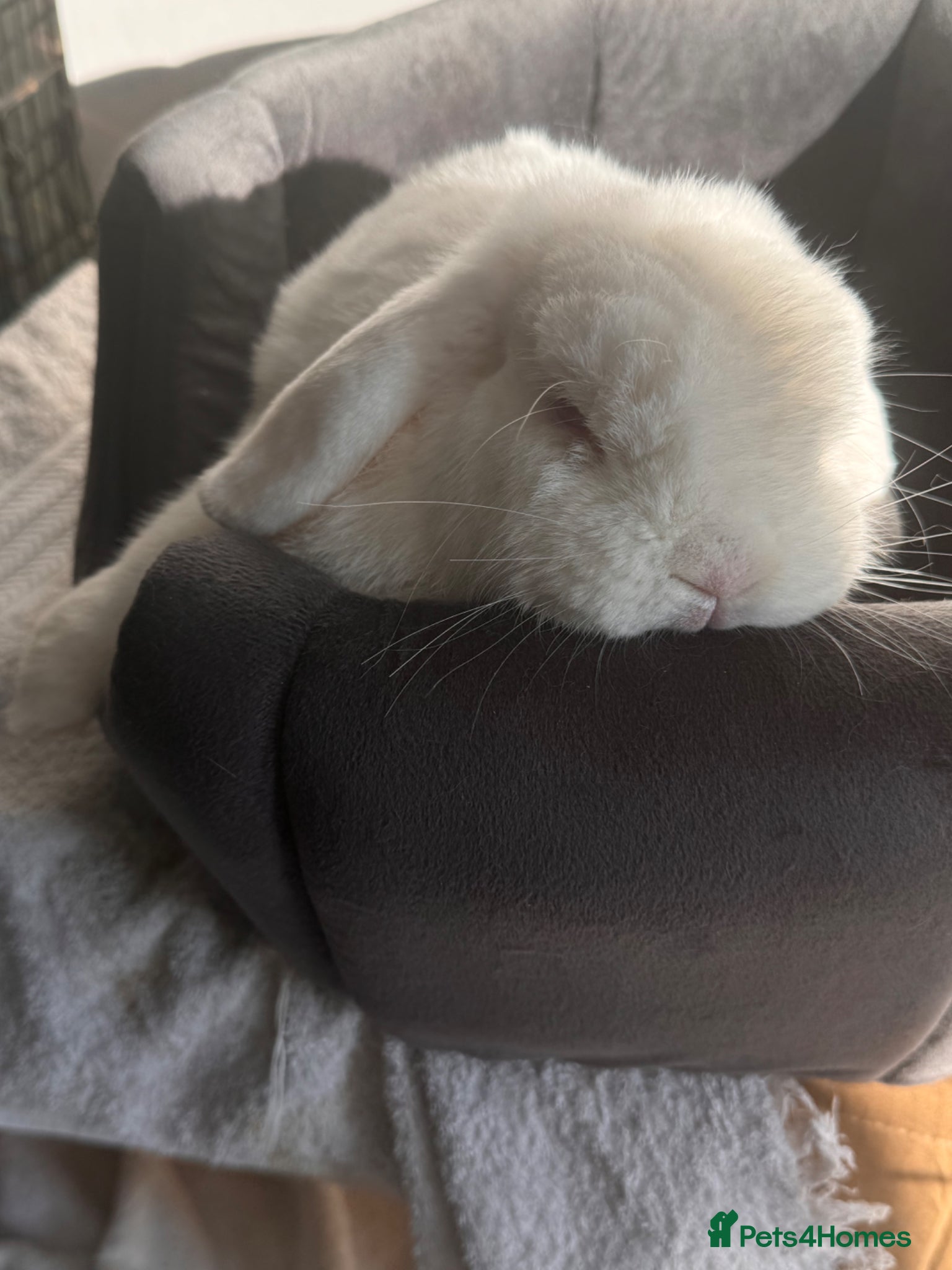 Mini Lop rabbits Lovely Bunny  - Advert 1