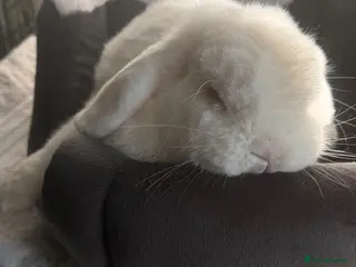 Mini Lop rabbits Lovely Bunny - Advert 1