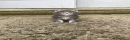Maine Coon cats for sale: Pure breed Maine Coon silver kitten - Advert 15