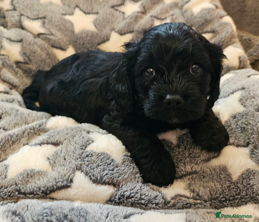 Cavapoo dogs for sale: 🐾 Gorgeous Health Tested F1 Cavapoo Puppies 🐶🐾 - Image 5