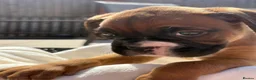 Boxer dogs for sale: Stunning litter of adorable boxer Puppies - Advert 30