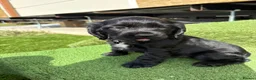 Cocker Spaniel dogs for sale: 2 showtype cocker spaniel puppies - Advert 3