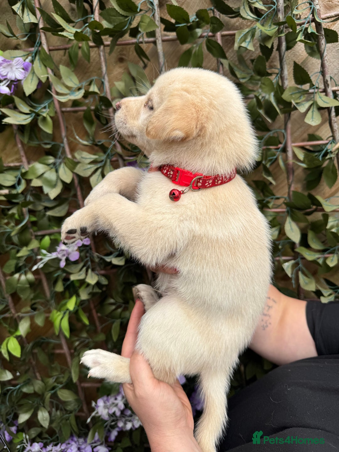 Mixed Breed dogs for sale: Beautiful Puppies looking for their forever home♥️ - Image 10