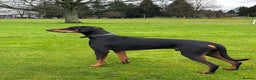 Dobermann dogs for sale: Wonderful Doberman for unfortunate adoption  - Advert 13