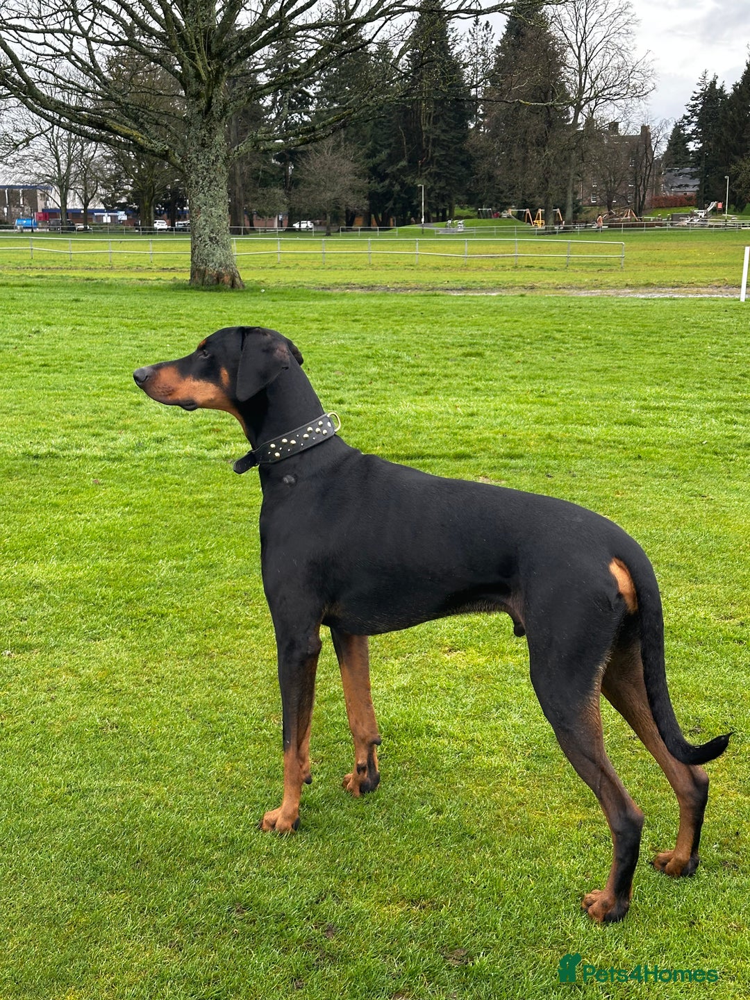 Dobermann dogs for sale: Wonderful Doberman for unfortunate adoption  - Advert 13