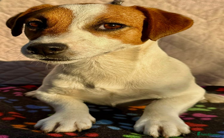 Jack Russell dogs - Advert 2