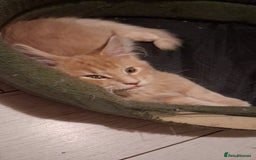 Maine Coon cats for sale: Maine Coon pedigre XL - Image 3