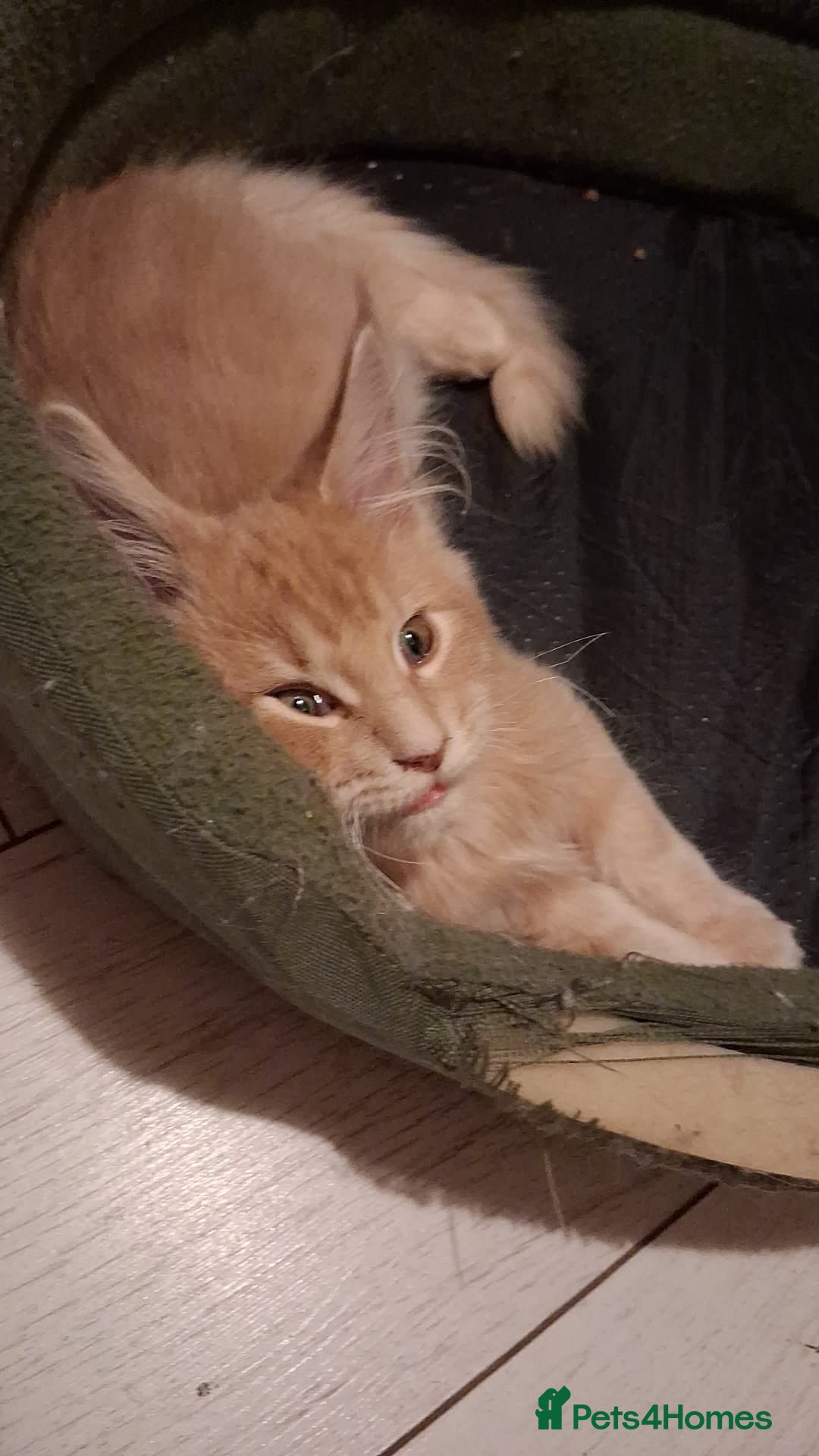 Maine Coon cats for sale: Maine Coon pedigre XL - Image 3